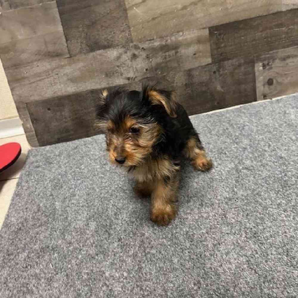 Female Yorkie Puppy for Sale in Troy, MI