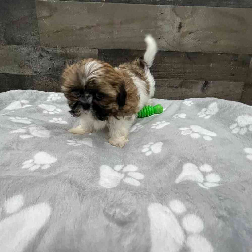 Male Shih Tzu Puppy for Sale in Troy, MI