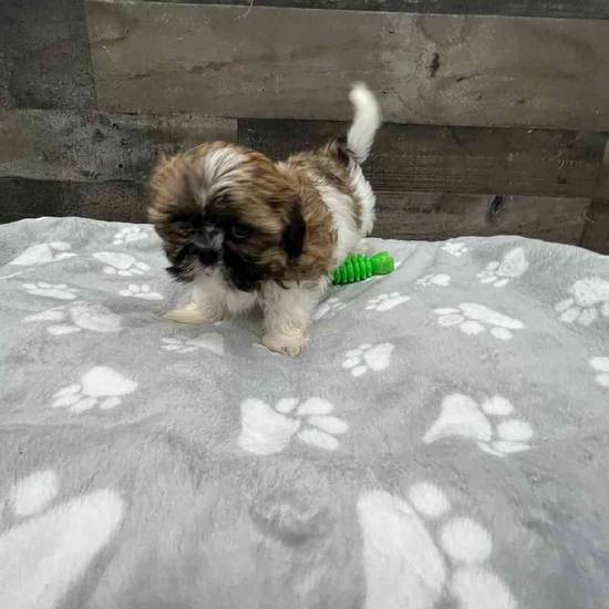 Yoda
