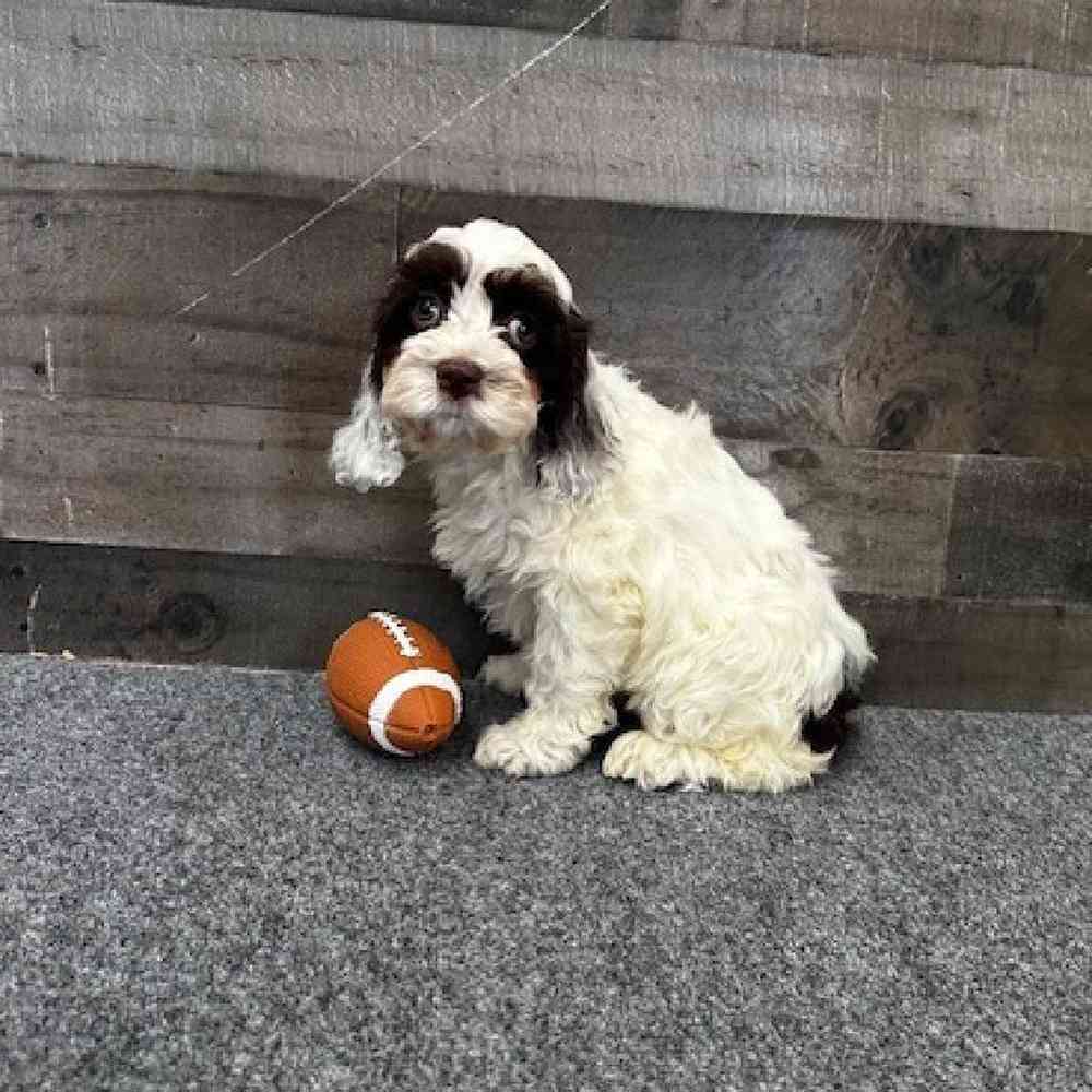 Female Cockapoo Puppy for Sale in Troy, MI