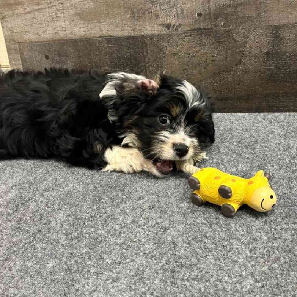 Male Mini Bernedoodle Puppy for Sale in Troy, MI