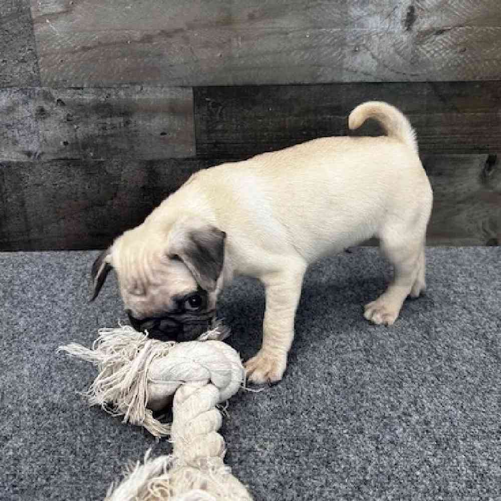 Male Pug Puppy for Sale in Troy, MI