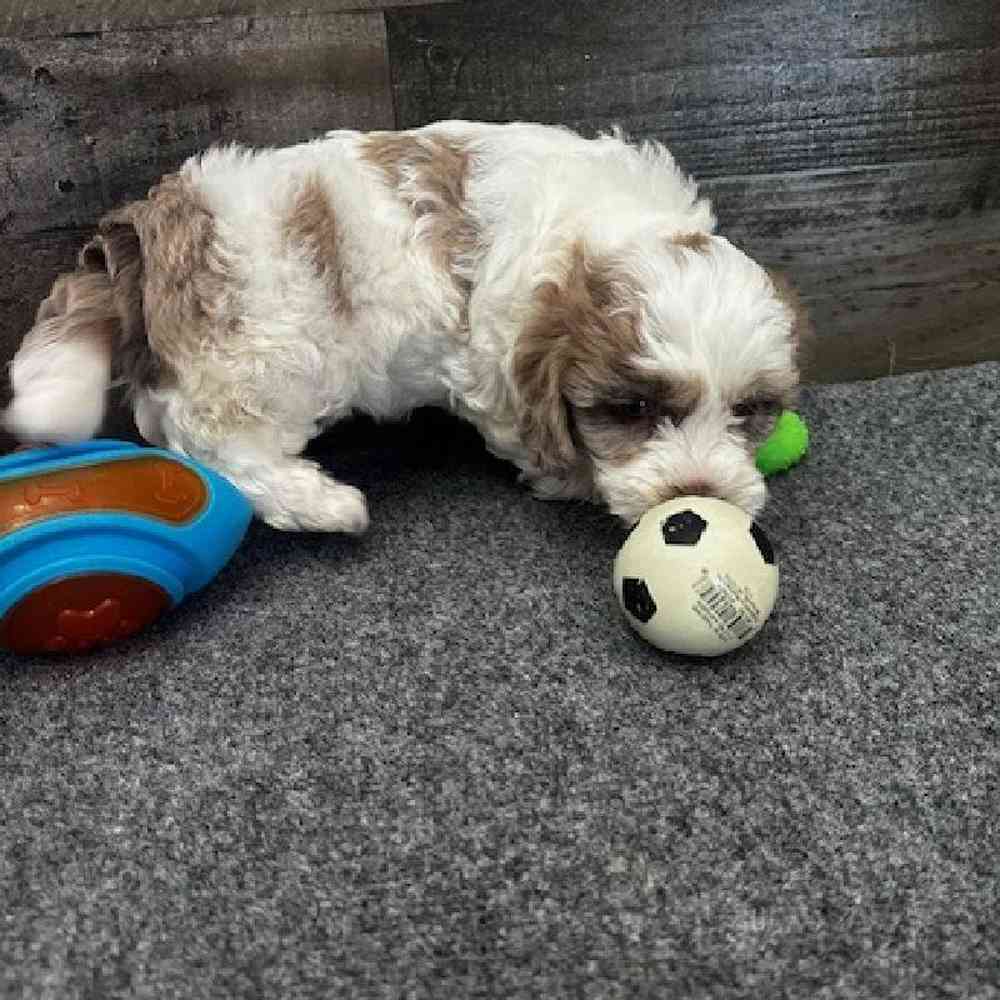 Male Shihpoo Puppy for Sale in Troy, MI