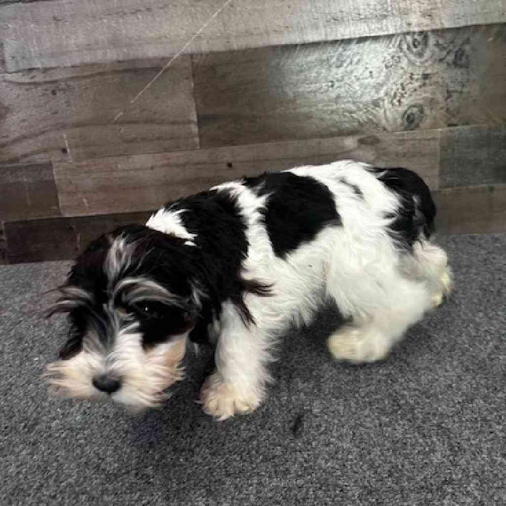 Female Mini Schnauzer Puppy for Sale in Troy, MI