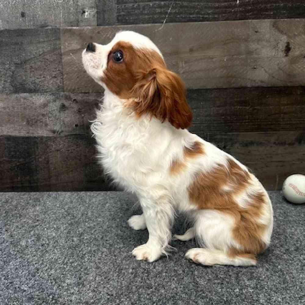carousel pet images