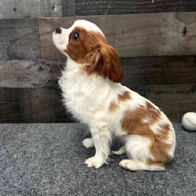 Cavalier King Charles Spaniel