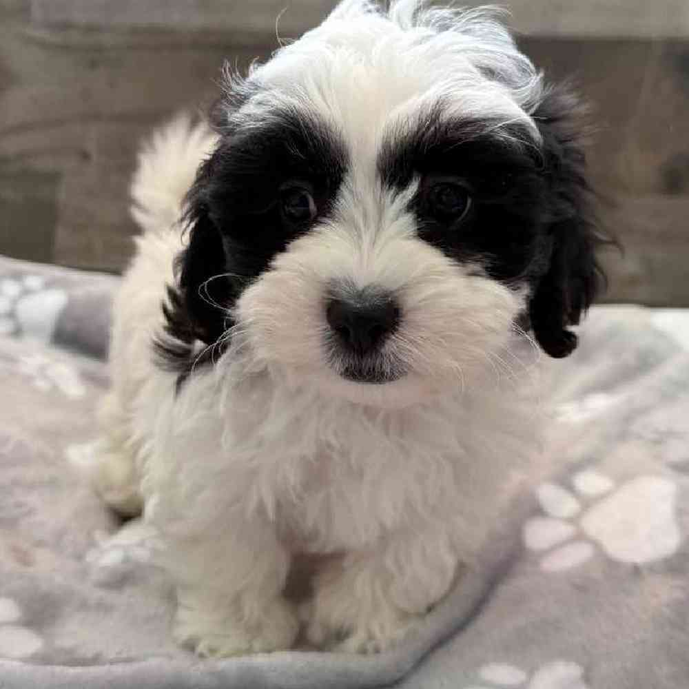 Image of a pet breed in the gallery