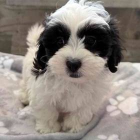 Shih Tzu-Bichon