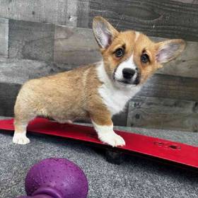 Pembroke Welsh Corgi