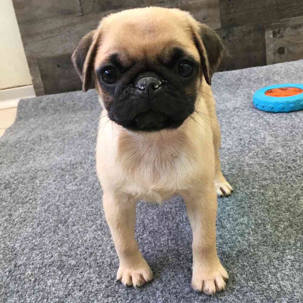 Image of a pet breed in the gallery