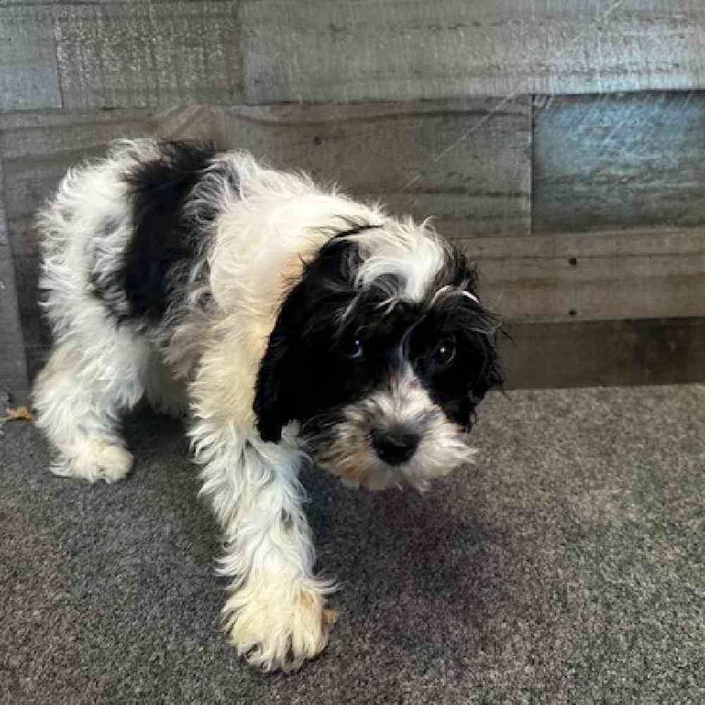 Female Cavapoo Puppy for Sale in Troy, MI