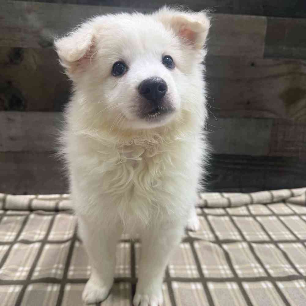 pet breed image