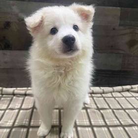 American Eskimo