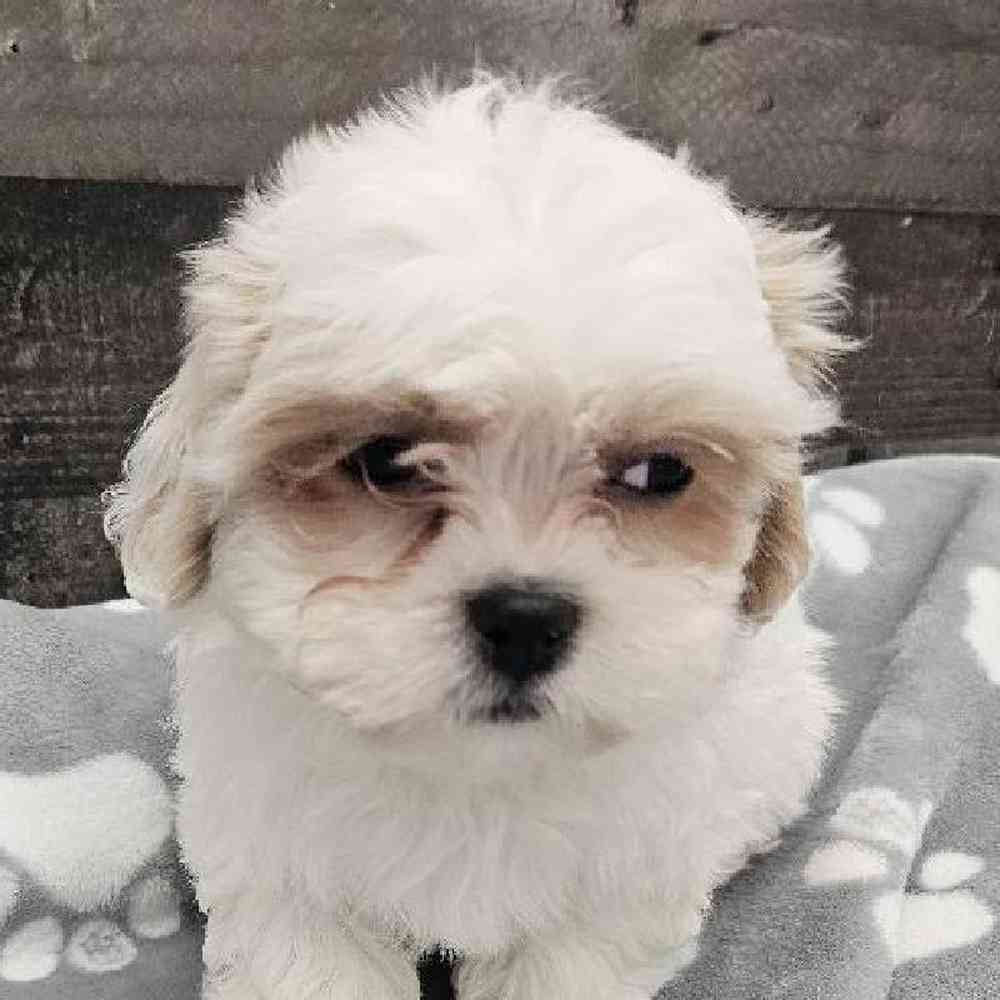 Male Shichon Puppy for Sale in Troy, MI
