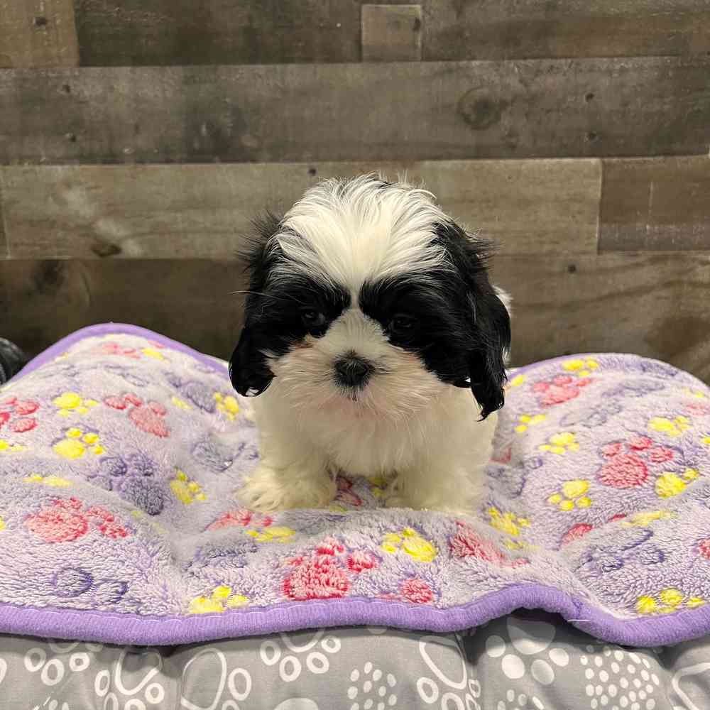 Image of a pet breed in the gallery