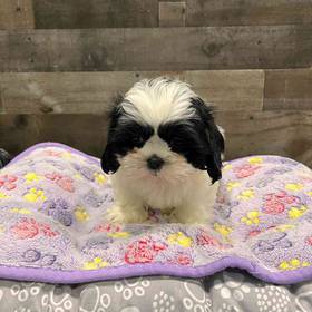 Shih Tzu
