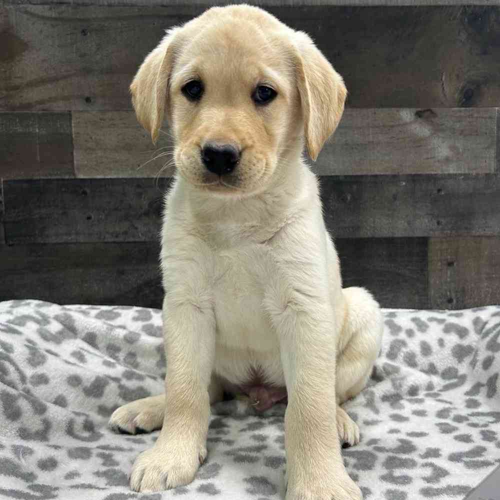 Image of a pet breed in the gallery