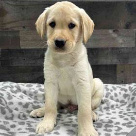 Labrador Retriever