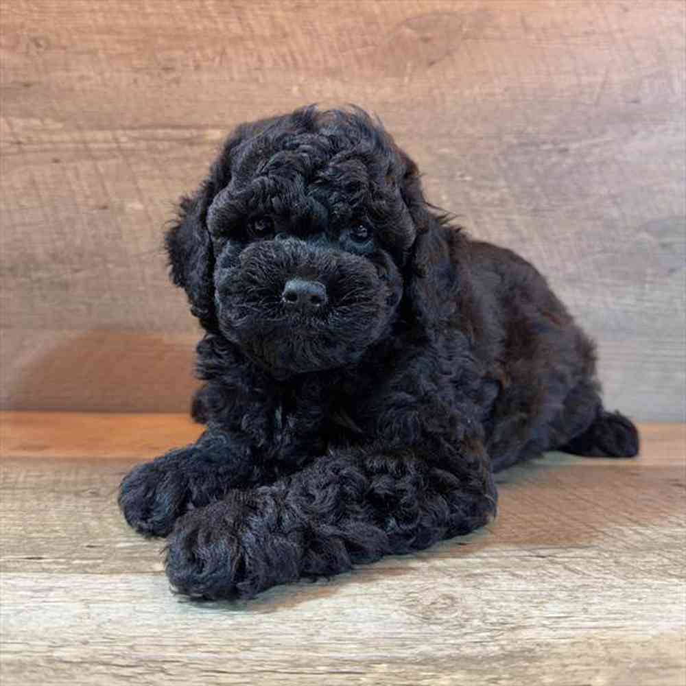 pet breed image