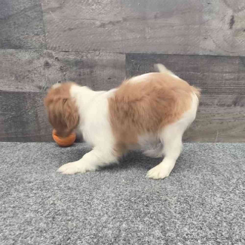 Male Cavalier King Charles Spaniel Puppy for Sale in Troy, MI