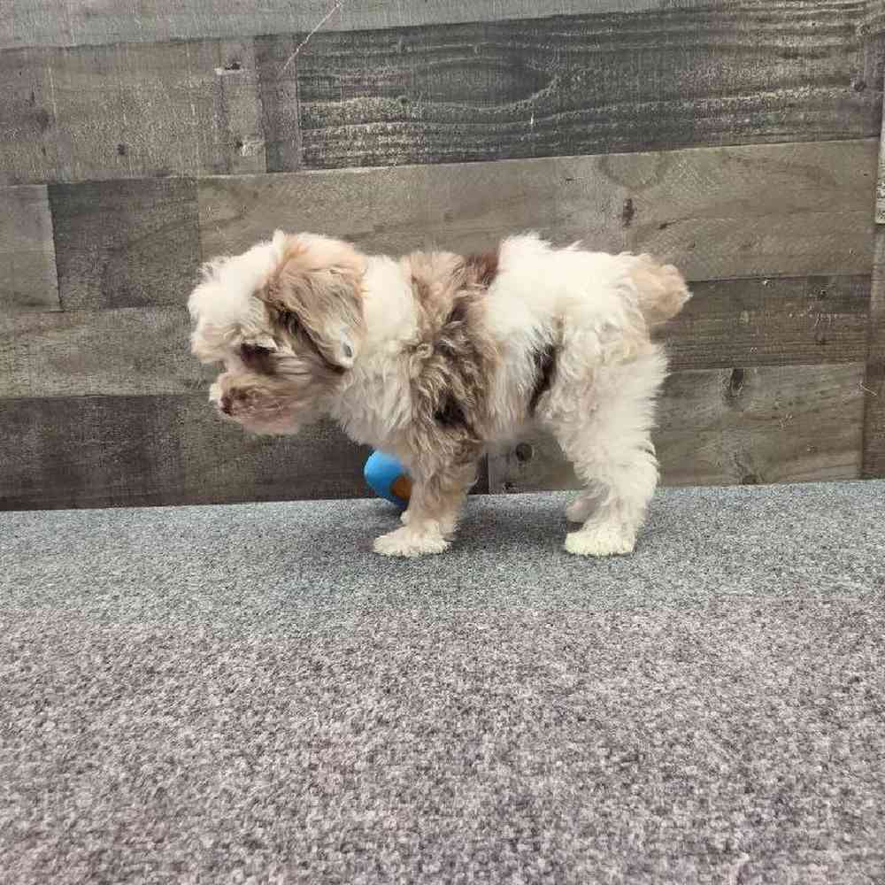 Male Schnoodle Puppy for Sale in Troy, MI