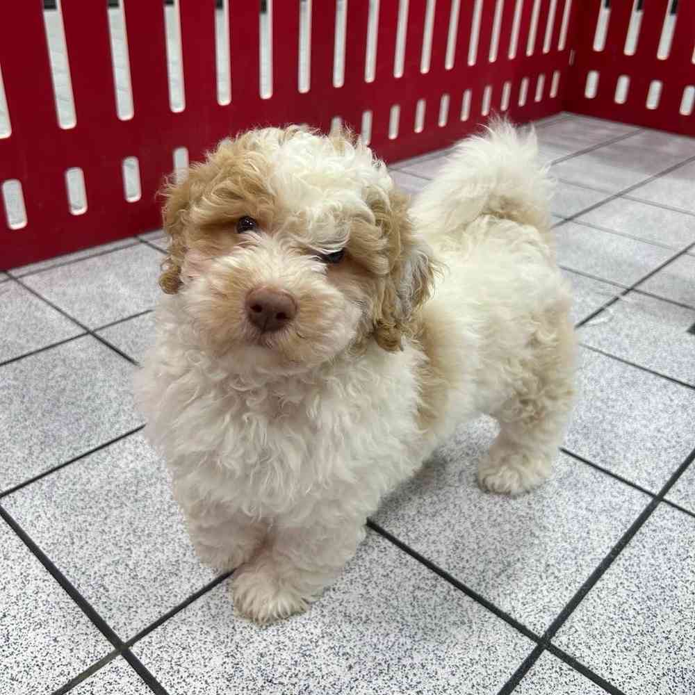 Image of a pet breed in the gallery