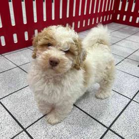 Bichon-Poodle