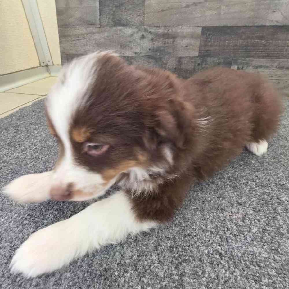 Female Mini Aussie Puppy for Sale in Troy, MI