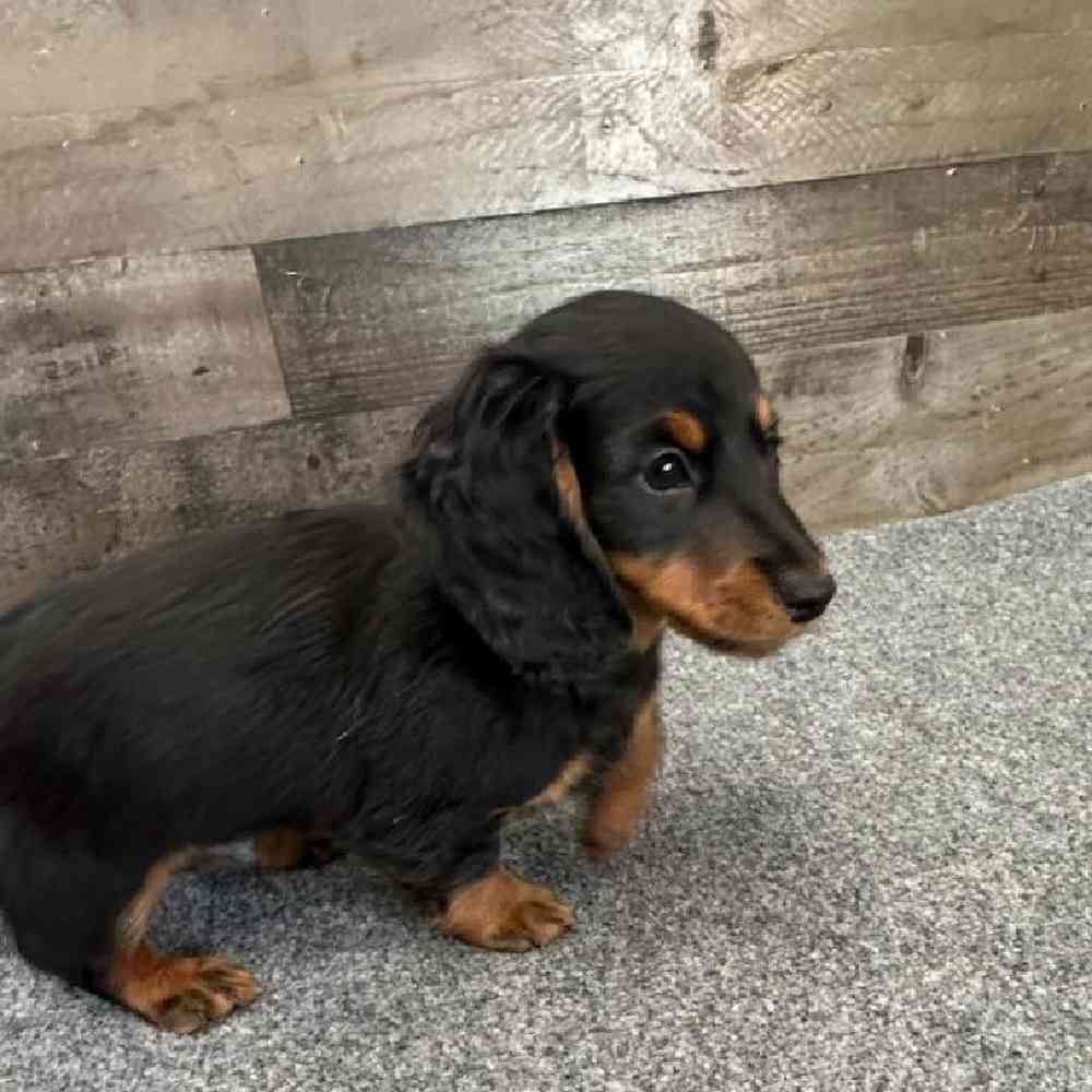 Male Dachshund Puppy for Sale in Troy, MI