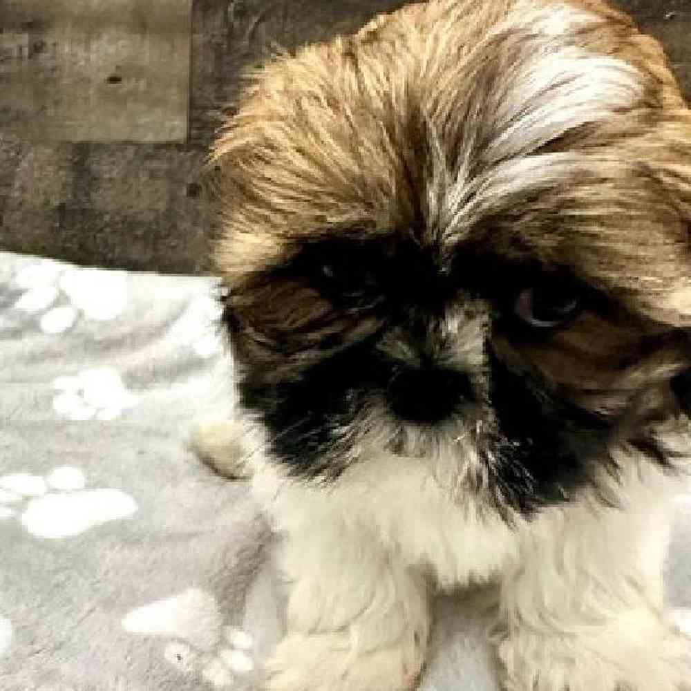 Male Shih Tzu Puppy for Sale in Troy, MI
