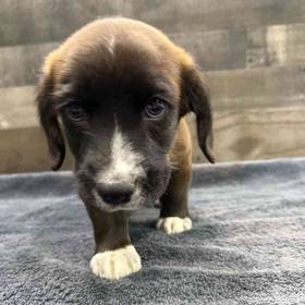 Cocker Spaniel-Pembroke Welsh Corgi