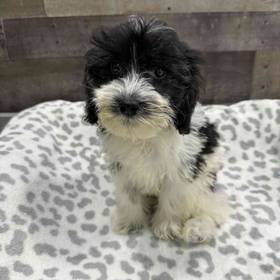 Schnoodle
