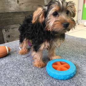Yorkie