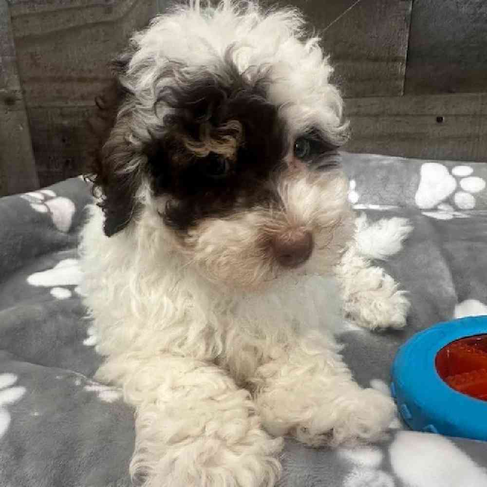 Female Mini Bernedoodle Puppy for Sale in Troy, MI