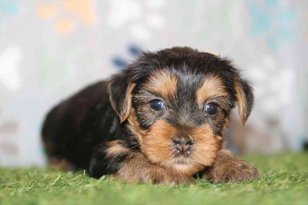 pet breed image