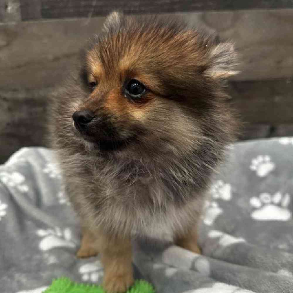 Female Pomeranian Puppy for Sale in Troy, MI