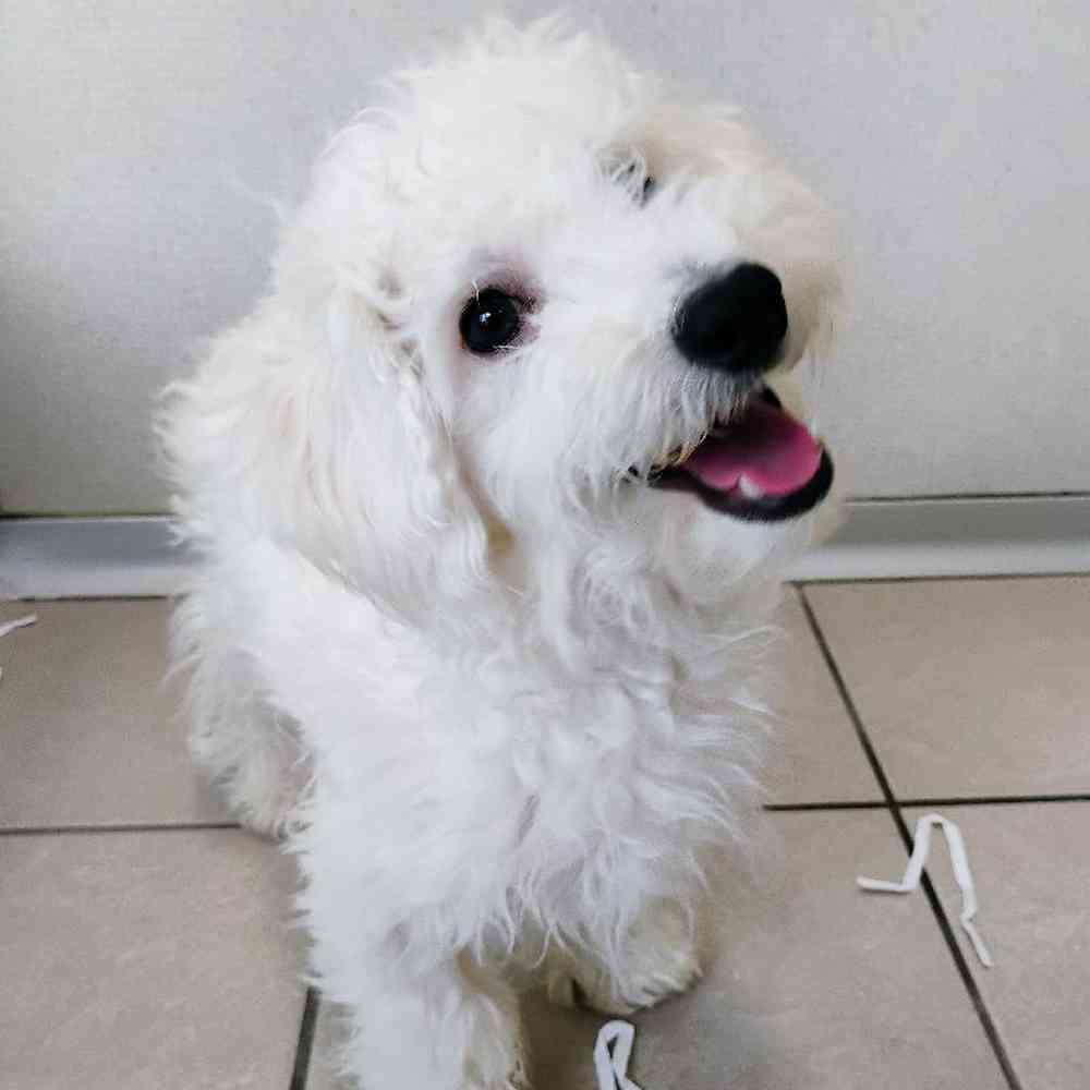 Male Bichon Frise Puppy for Sale in Troy, MI