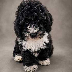 Bernedoodle