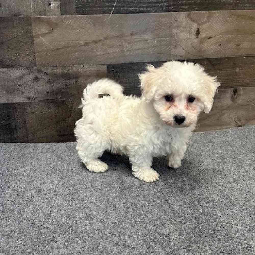 Male Bichon Frise Puppy for Sale in Troy, MI