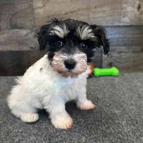 Mini Schnauzer