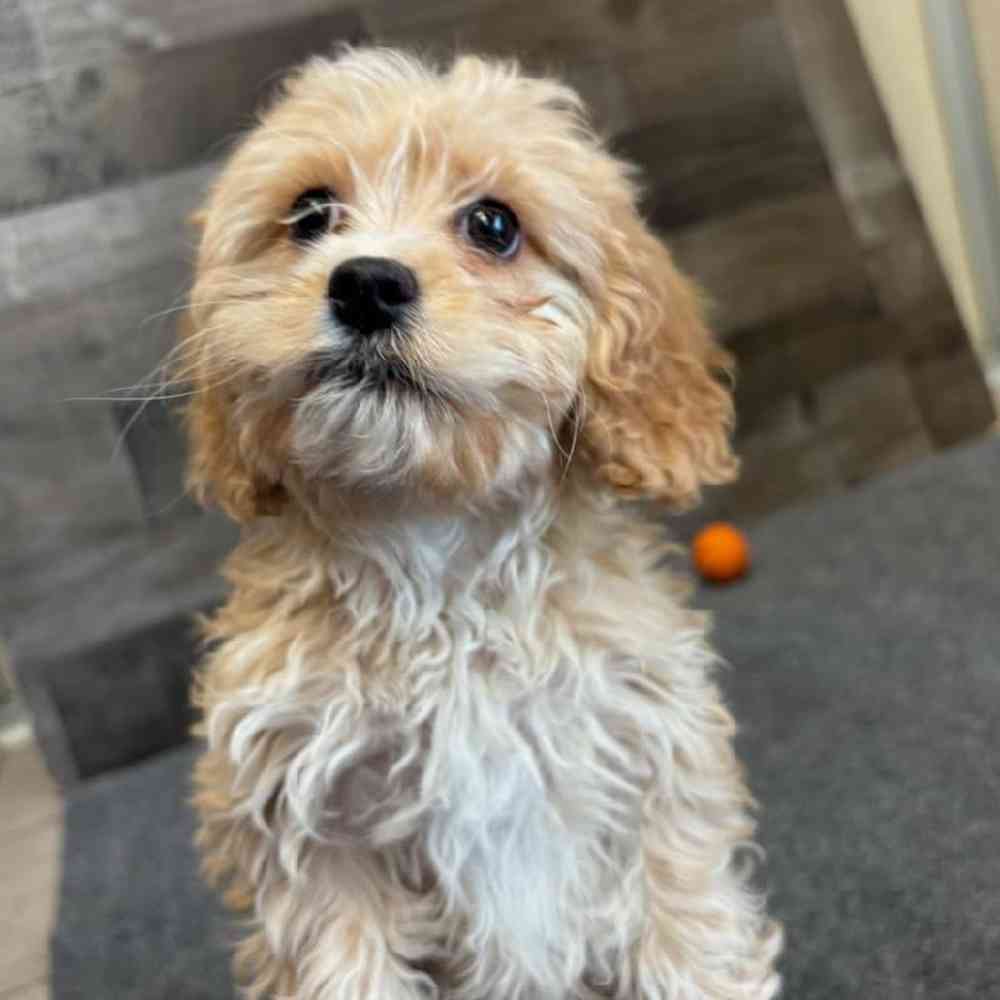 Female Cavapoo Puppy for Sale in Troy, MI