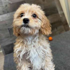 Cavapoo