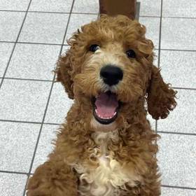 Standard Poodle