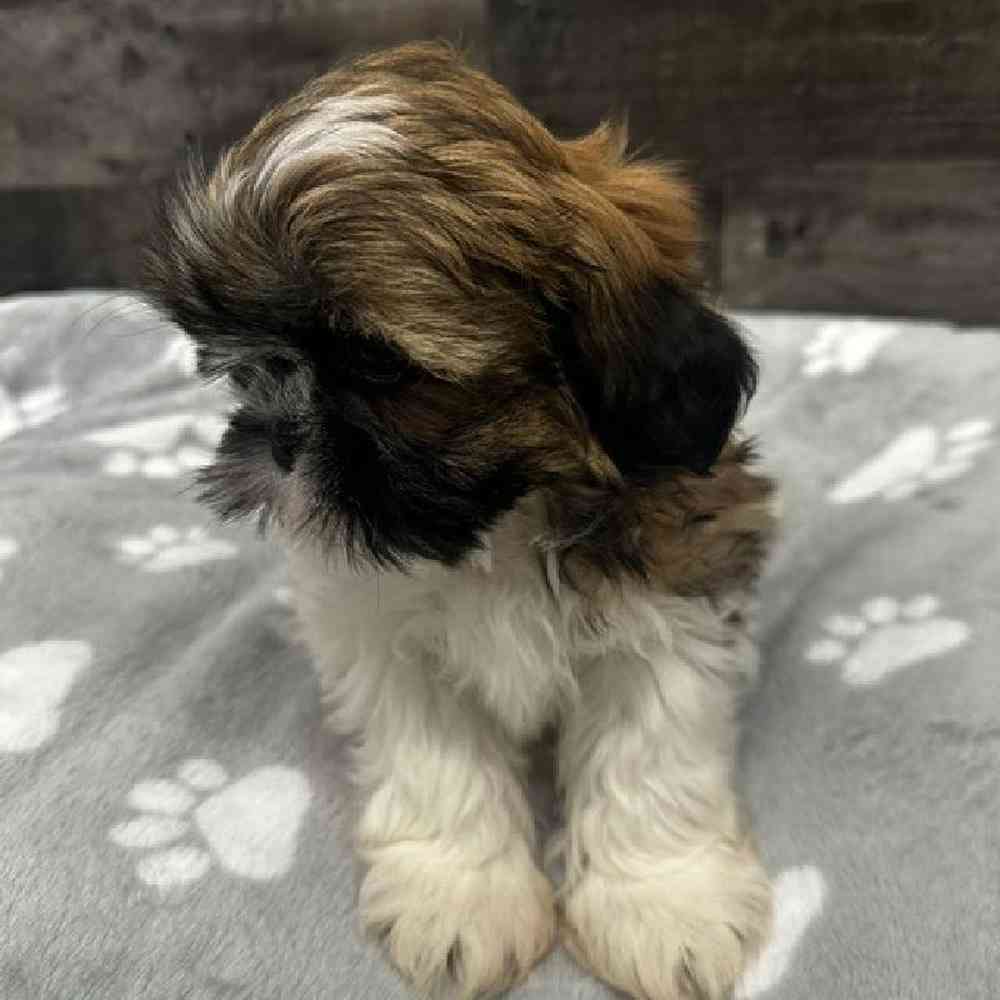 Male Shih Tzu Puppy for Sale in Troy, MI