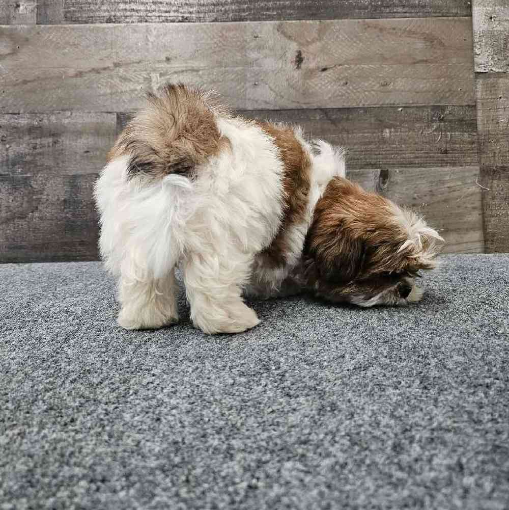 Male Shih Tzu Puppy for Sale in Troy, MI