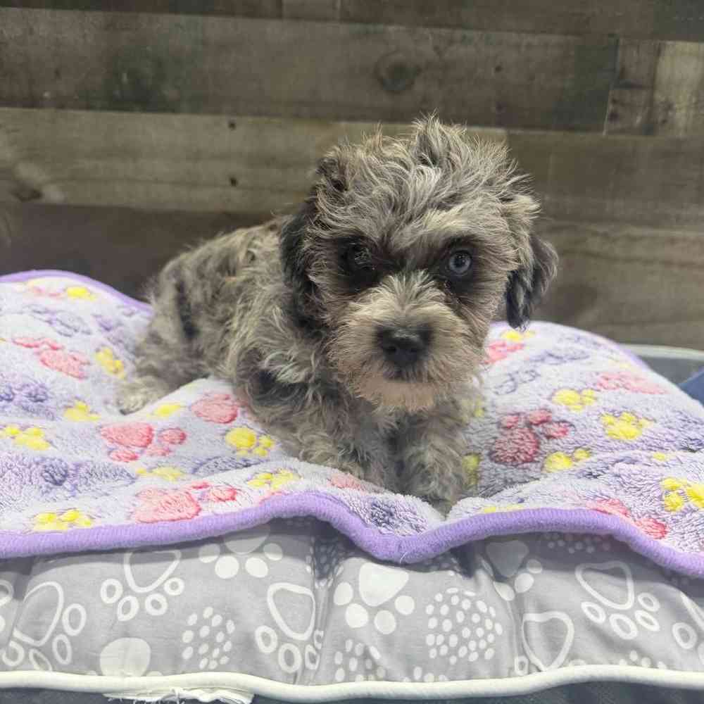 pet breed image