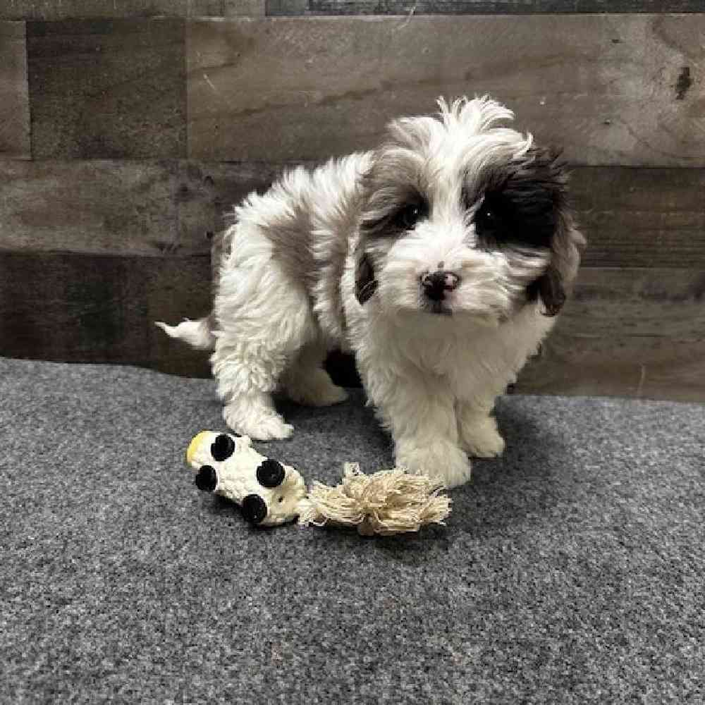 Female Yorkie-Poo Puppy for Sale in Troy, MI