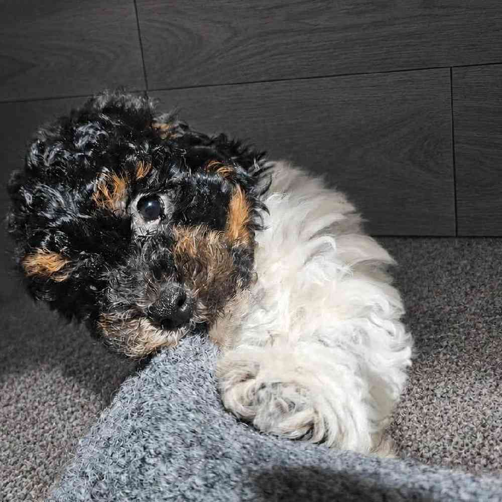 Male Bichon-Poodle Puppy for Sale in Troy, MI