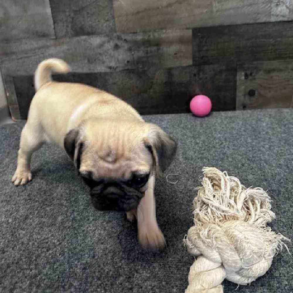 Male Pug Puppy for Sale in Troy, MI