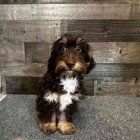 Mini Bernedoodle